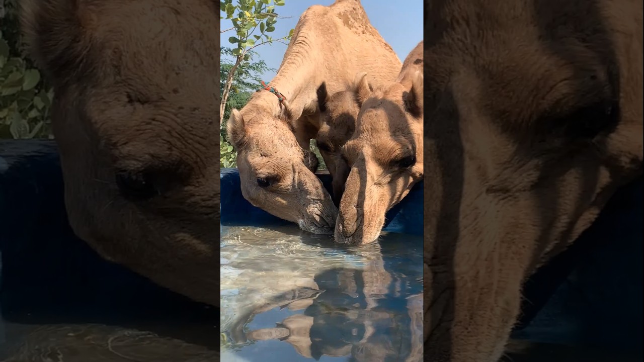 Very thirsty camels drink water in thar desert #animals #camel #desert #camellife