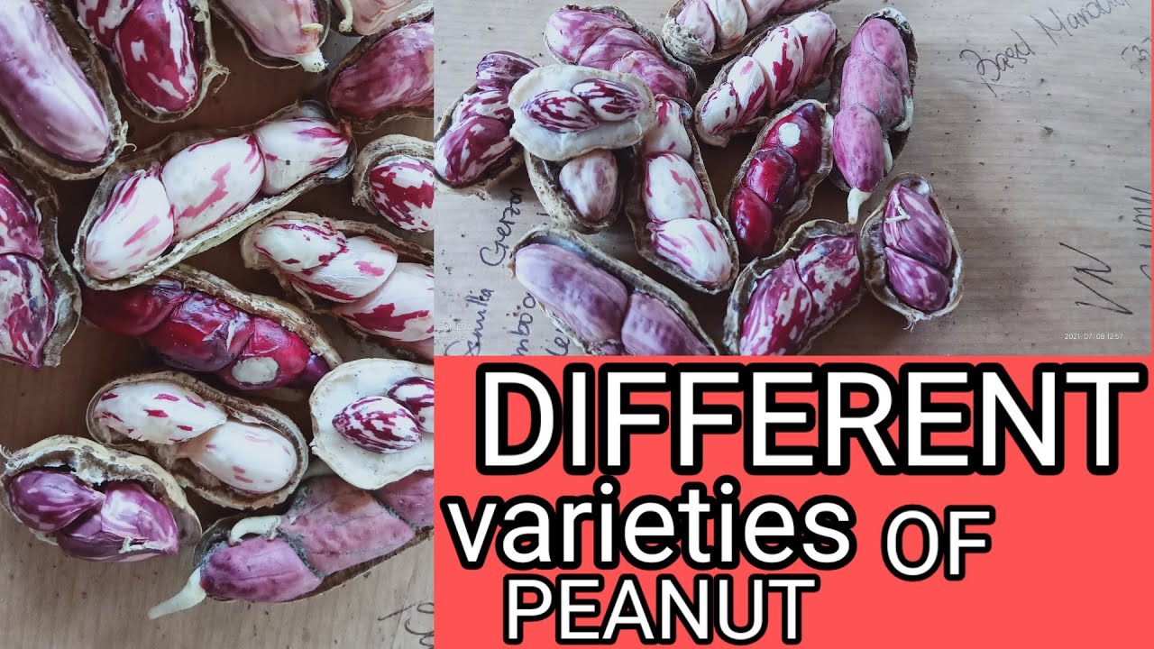 Harvesting different varieties of peanut