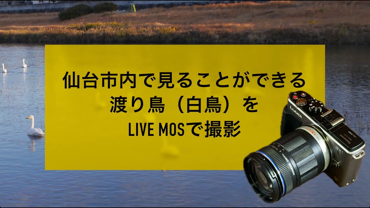 No.249：仙台市内の広瀬川で見ることができる白鳥などをLiveMOSセンサーで撮影〜LUMIX DMC-GX1 + M.Zuiko Digital ED 14-150mm F4.0-5.6