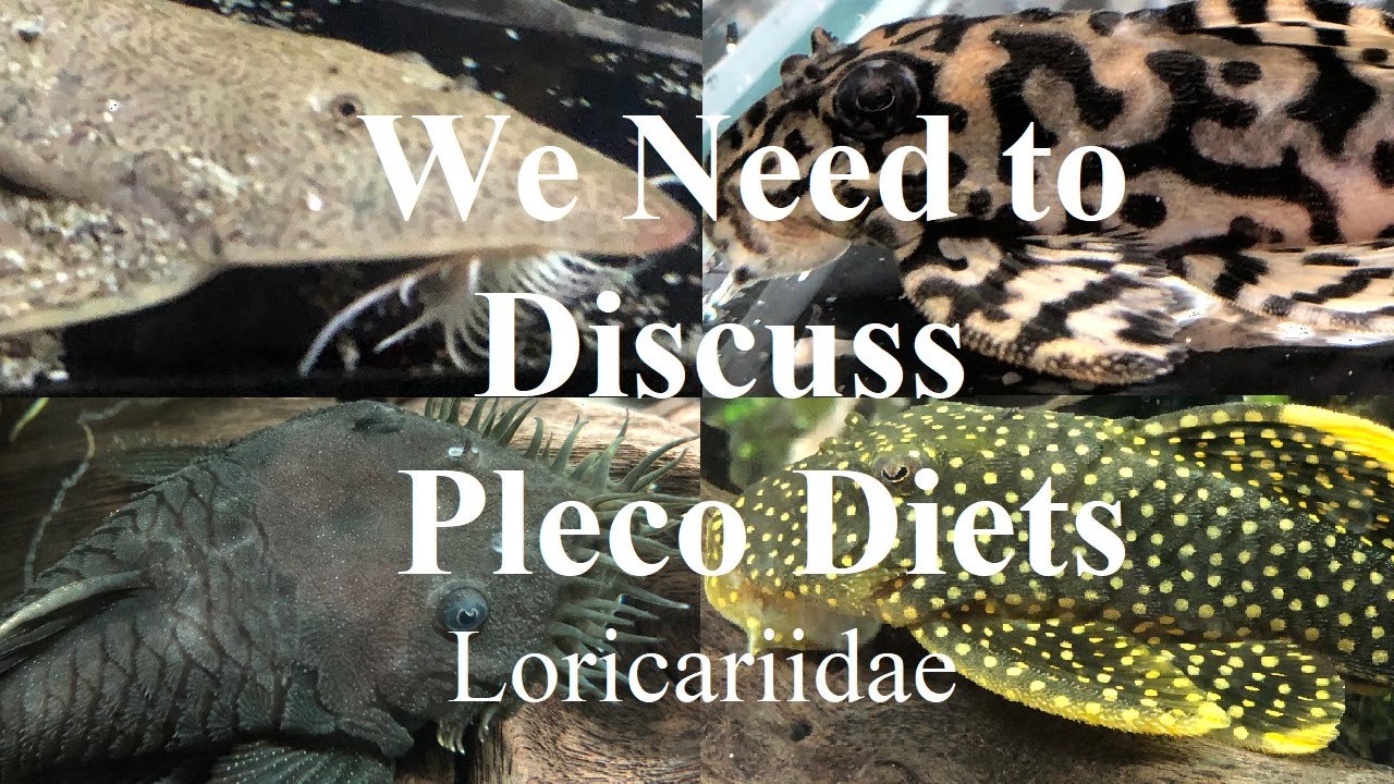 The Big Pleco Mistake ~ L number diets in the aquarium