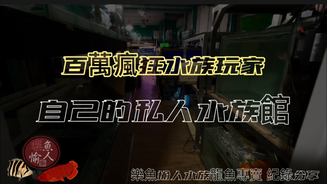 【樂魚愉人水族】客人の百萬私人收藏水族分享紀錄  Tracy-特瑞斯短身超龍王  