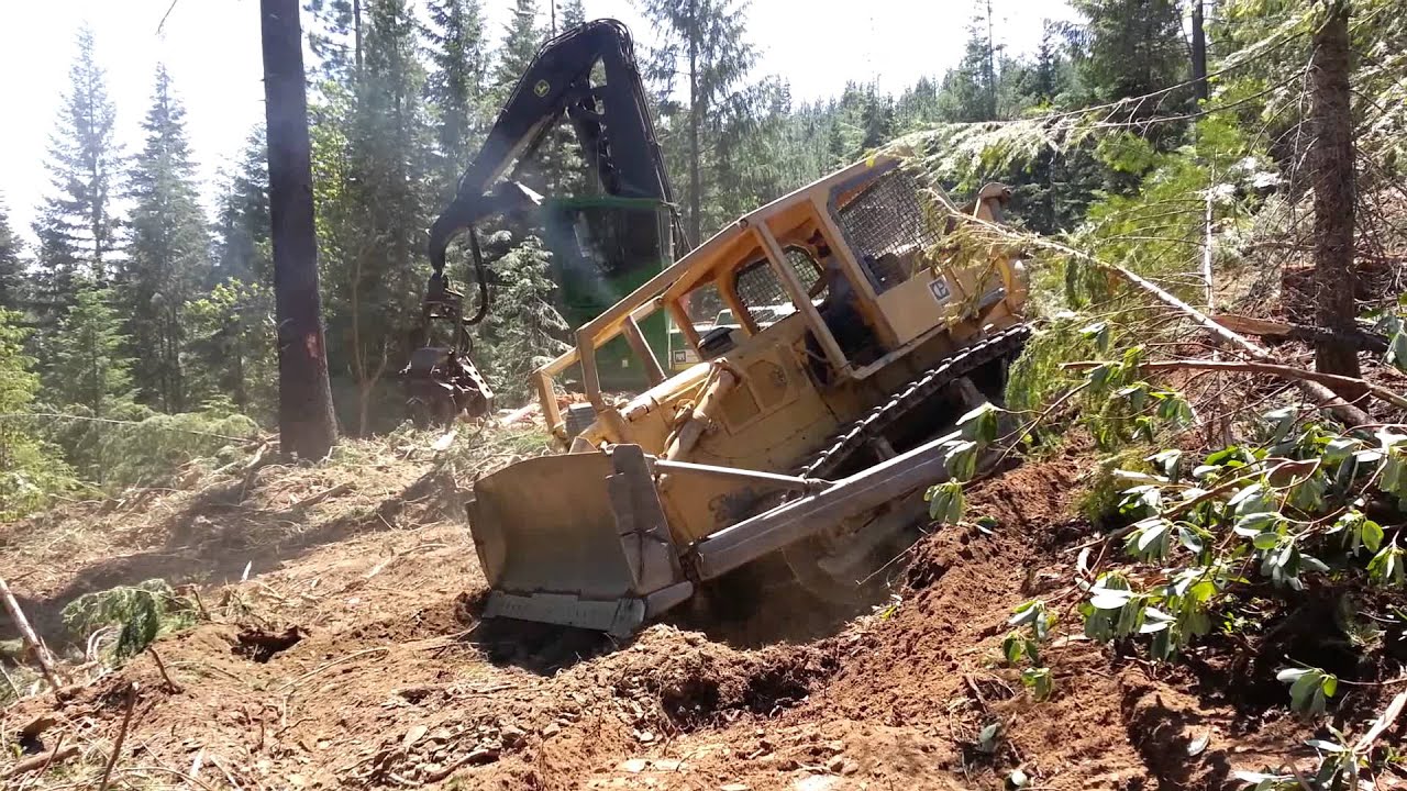 D7 cat