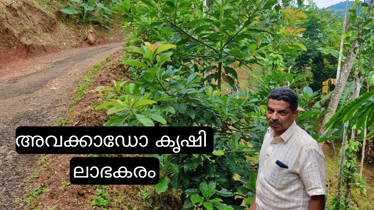 അവക്കാഡോ കൃഷി ലാഭകരം | Avocado cultivation in Kerala | Antony muniyara vlogs