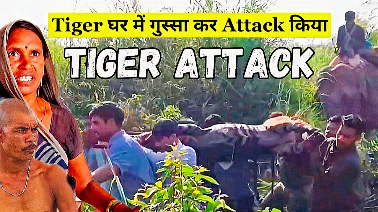 3 Shocking Tiger Attacks in BANDHAVGARH – The Stories Unfold!