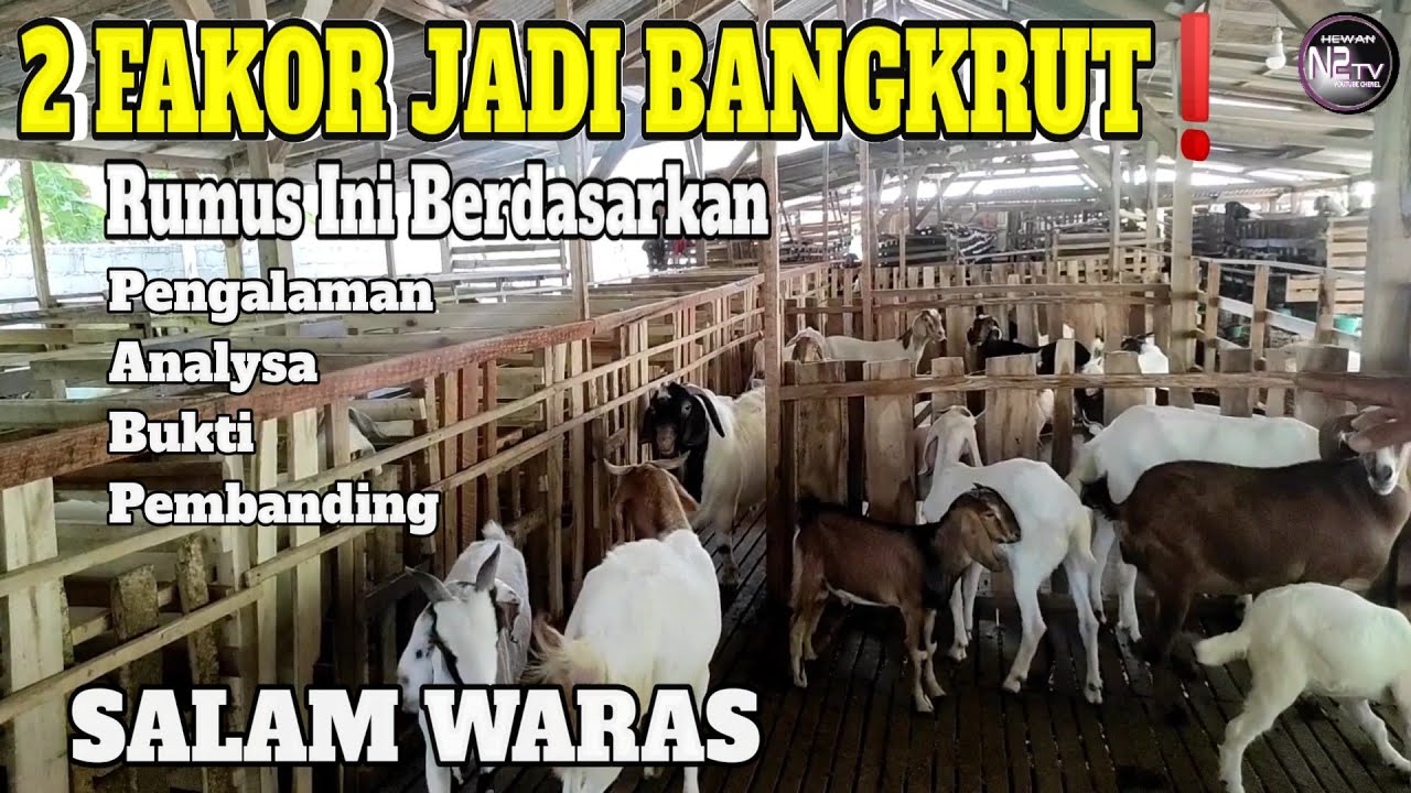 GAGAL DAN BANGKRUT TERNAK KAMBING. (Ternyata Uang Bukan Jaminan)