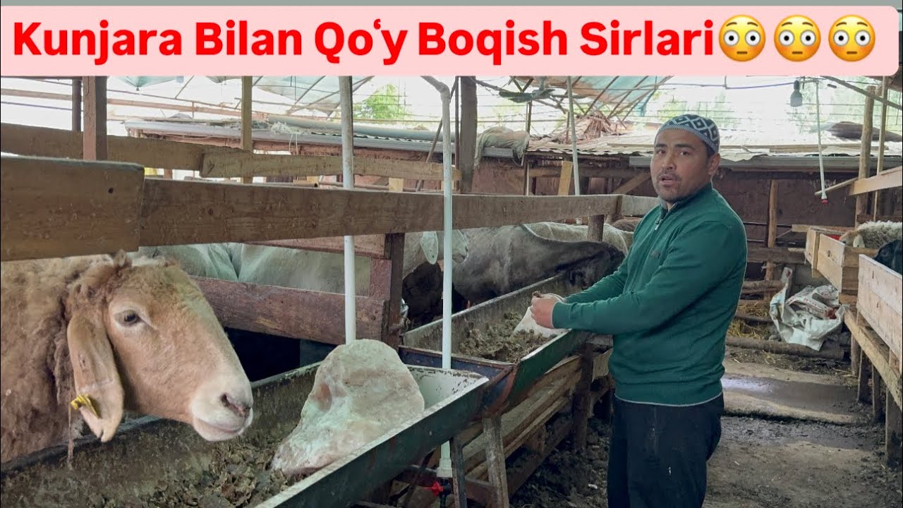 Qoʻy Boqish Sirlari 500mingdan Daromad,Kunjara Bilan Qoʻy boqish