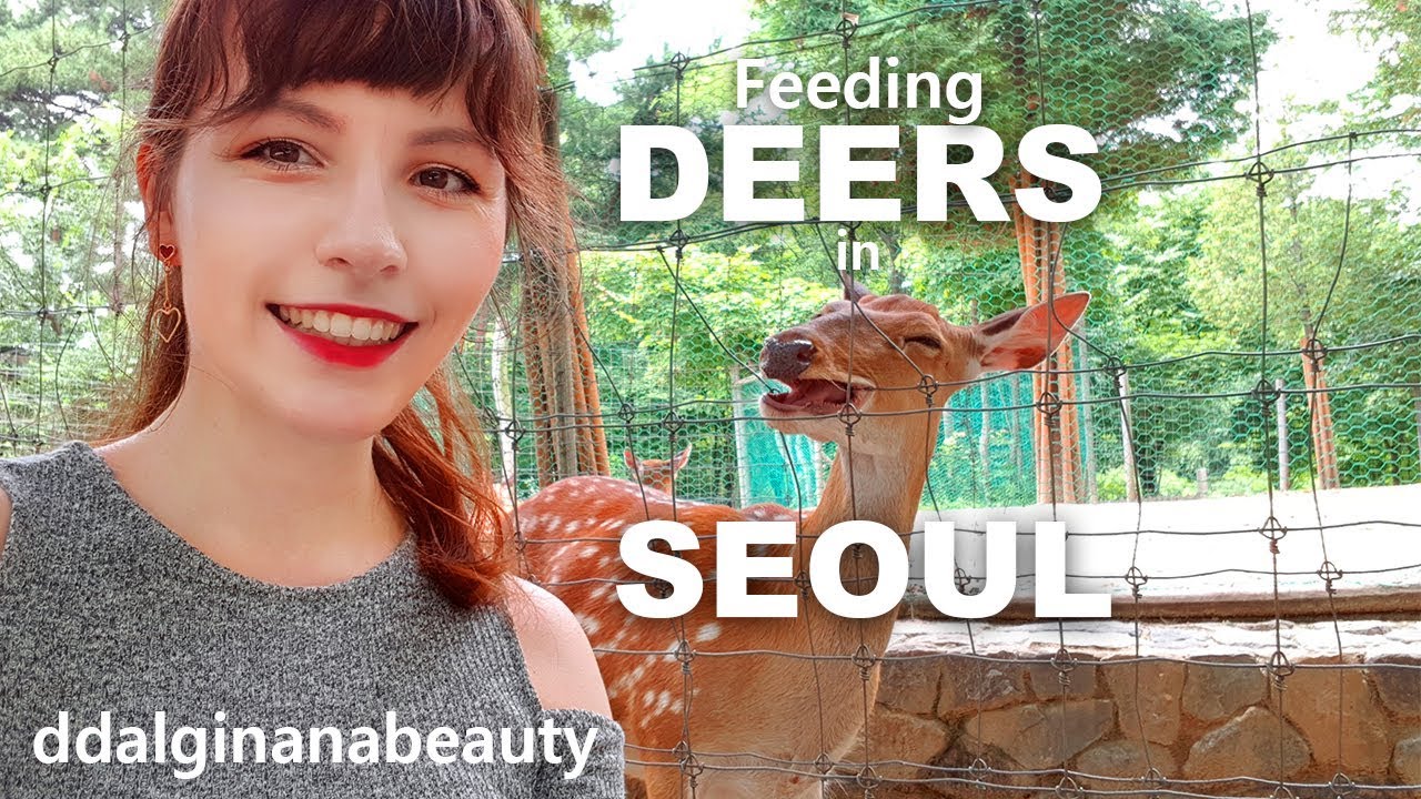 Feeding Deers In Seoul Forest (서울숲)