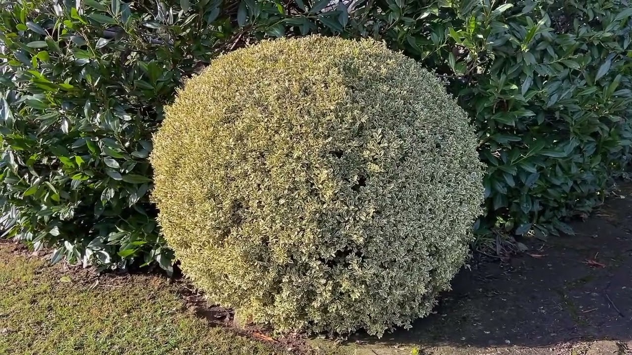 Barwne kule w ogrodzie - Bukszpan ,Aureovariegata’