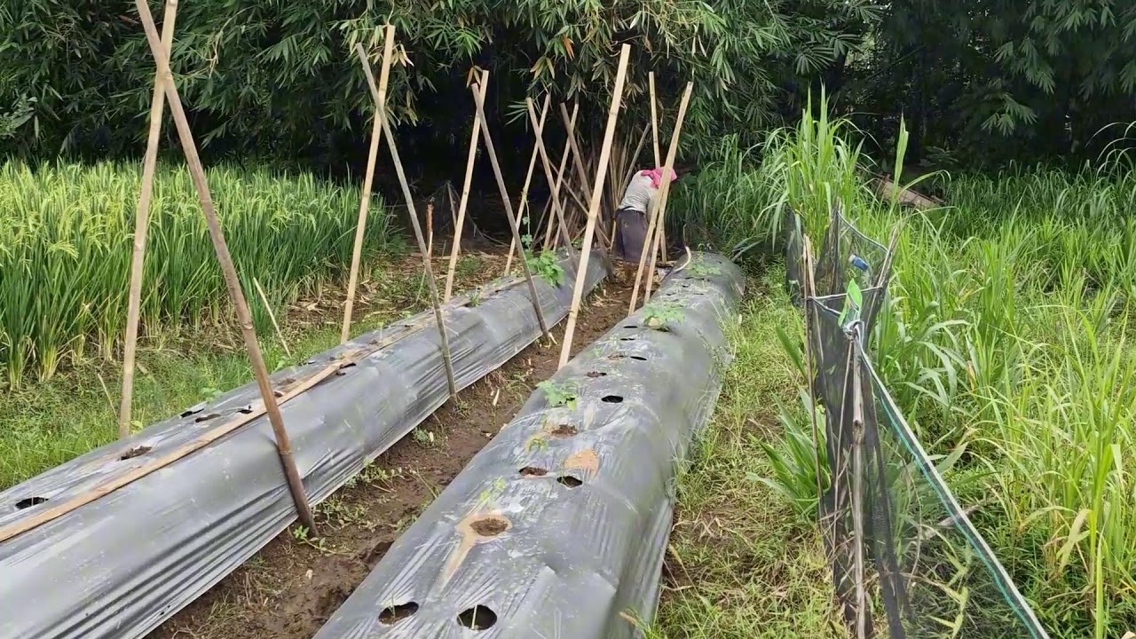 RURAL FARMING IN ACTION! MANUAL BAMBOO FENCE SETUP FOR LUFFA PLANTS!-agriculture farming
