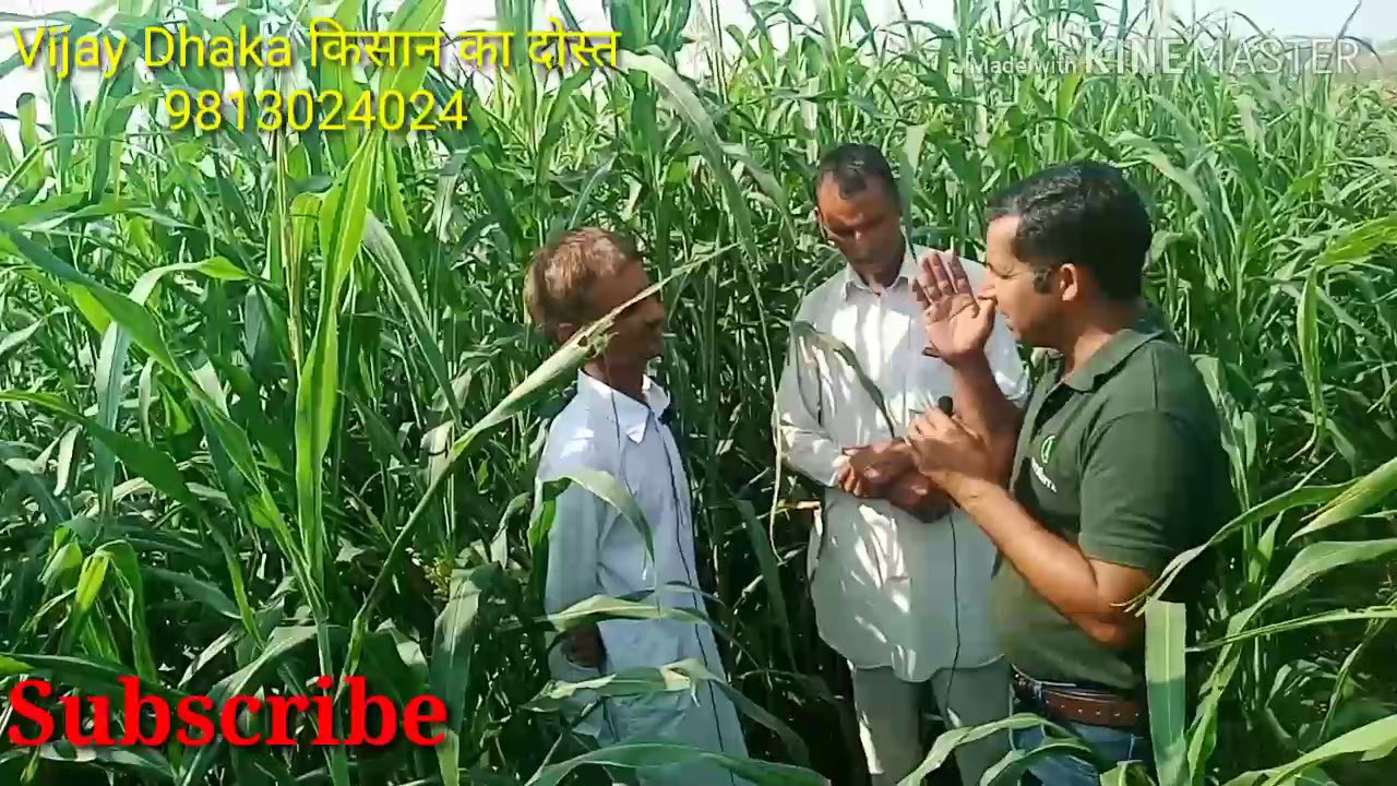 किसान बोले~ ज्वार हो तो ऐसी!! Grass King ... की ग्रोथ ने धूम मचाई!! Nutranta seeds