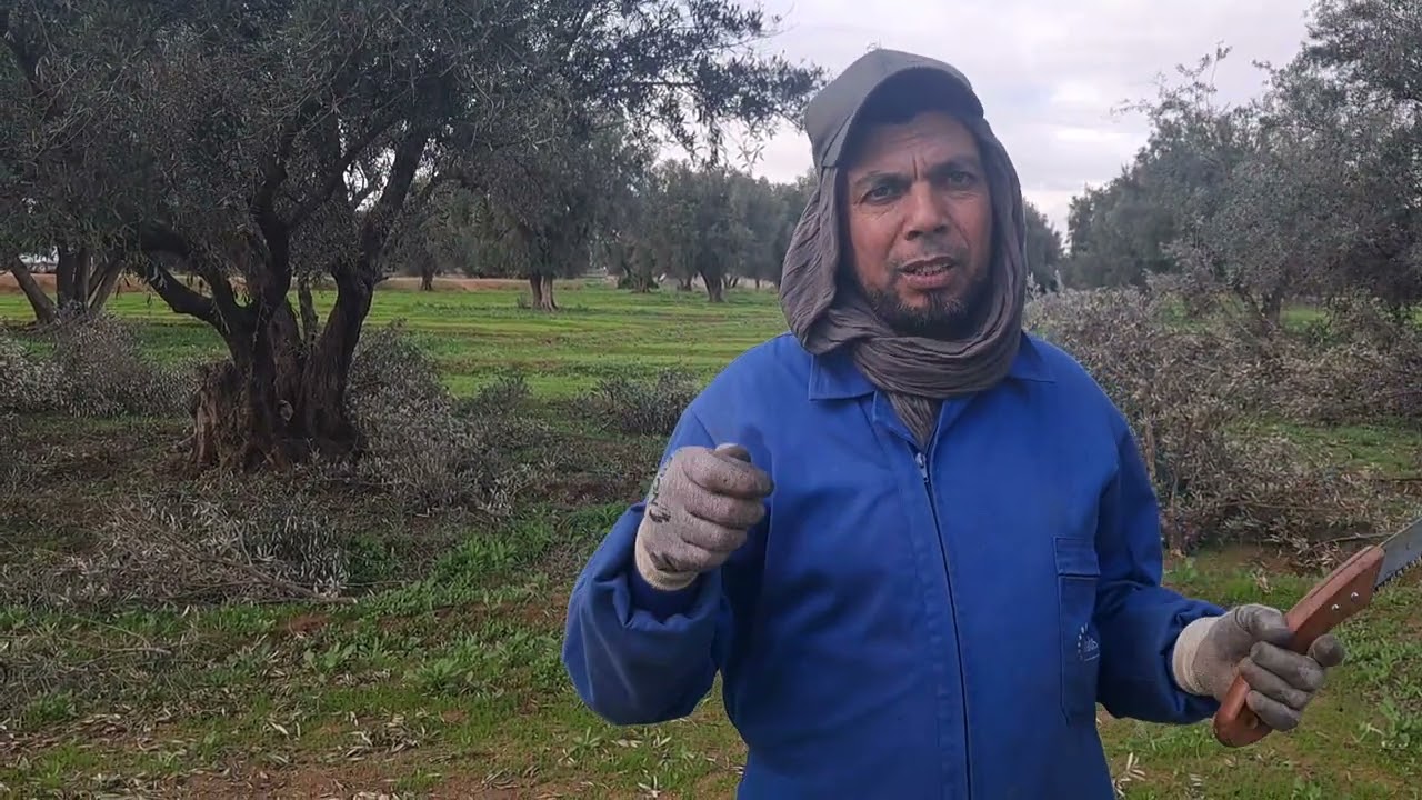 كيفية إحياء الأ غصان وإعادتها إلى الحياة في الاشجار المعمرة منطقه الفقيه بن صالح