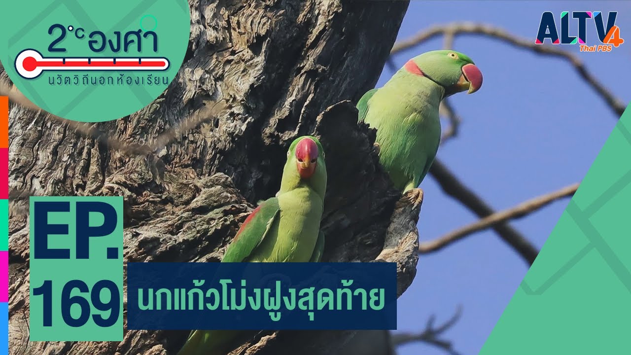 นกแก้วโม่งฝูงสุดท้าย ณ วัดสวนใหญ่ l 2 องศา (11 ก.ย. 65)