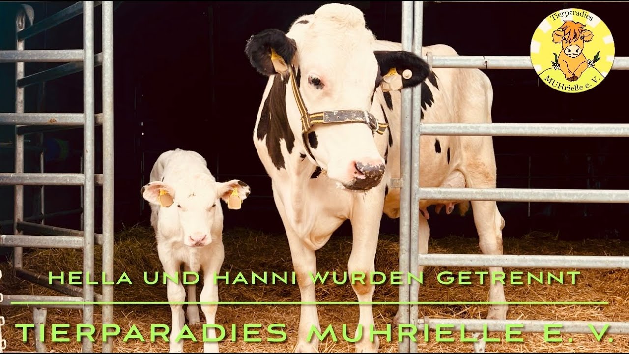 Hanni und Hella wurden getrennt..