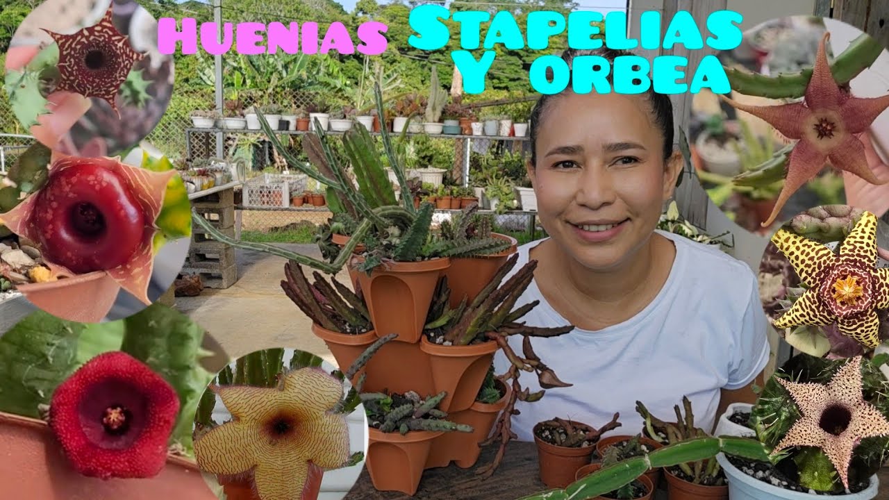 Camo cuido mis HUERNIAS , STAPELIAS y OREA / Estas plantas me dan flores todo el año