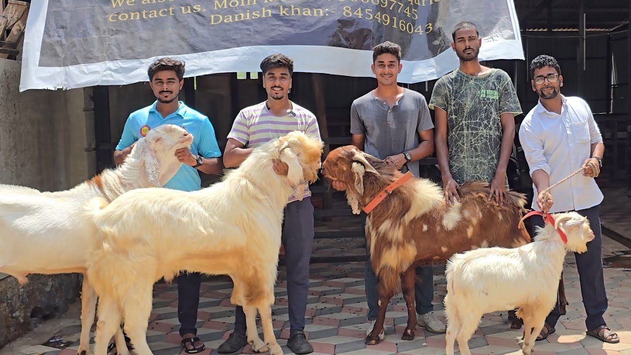 Dhamaka Quality Offer Sab Set Goat Vaccinated Lo Aur Shouk Karo|| N.U Goat Farm Mahapoli Bhiwandi ||