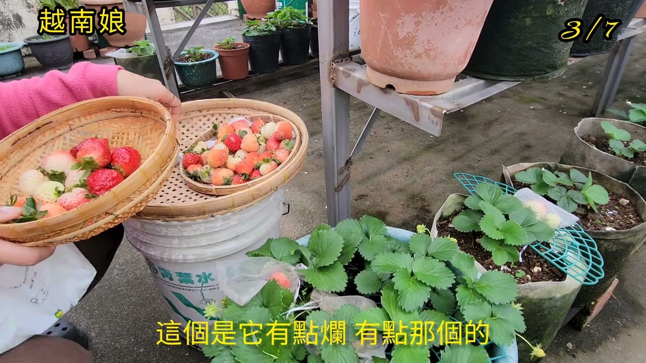 分享在園子裡， 哪一個品種的草莓比較好吃，比較好種