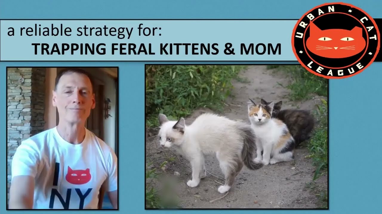 Trapping Feral Kittens & Mom - A Strategic Approach