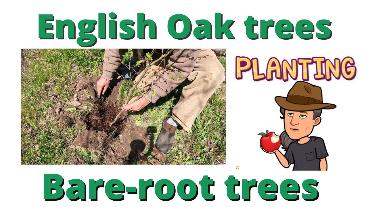 Planting English Oak trees