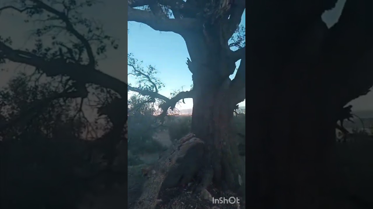 خرجة في عروبيتنا مع غروب الشمس 