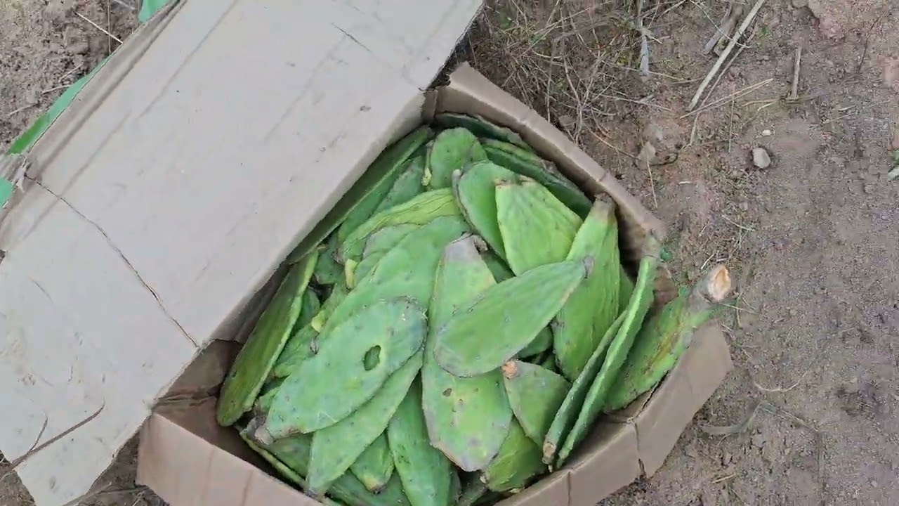 Plantando Palma Califórnia, direto do canal Nordestao Diferenciado