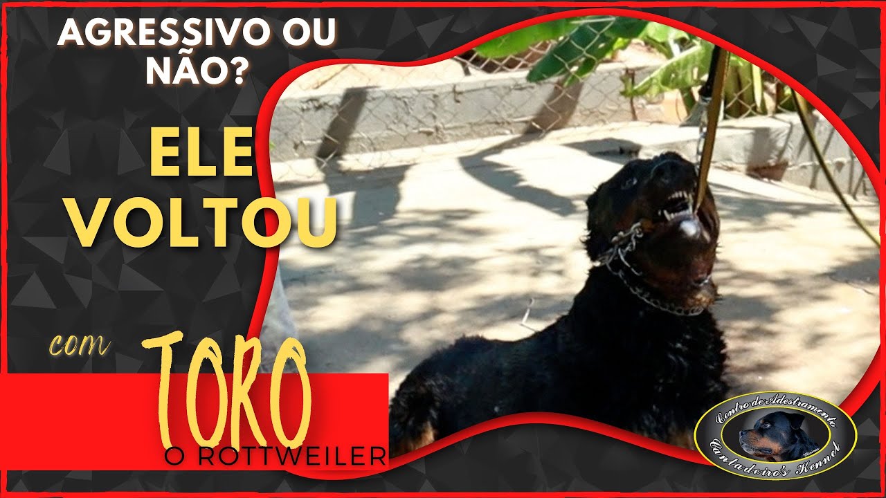 TORO ROTTWEILER VOLTOU PARA O CANIL - POR QUE?