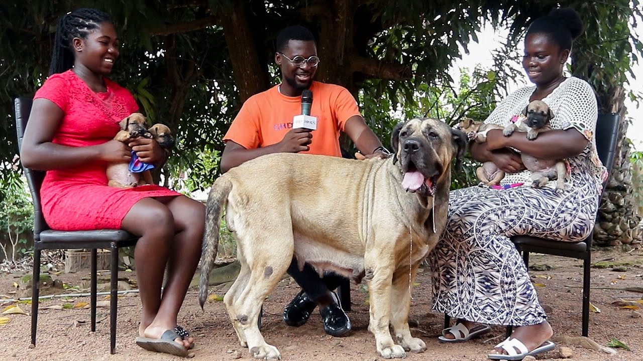 A visit to the two sisters who want to change the perception about dogs in Africa