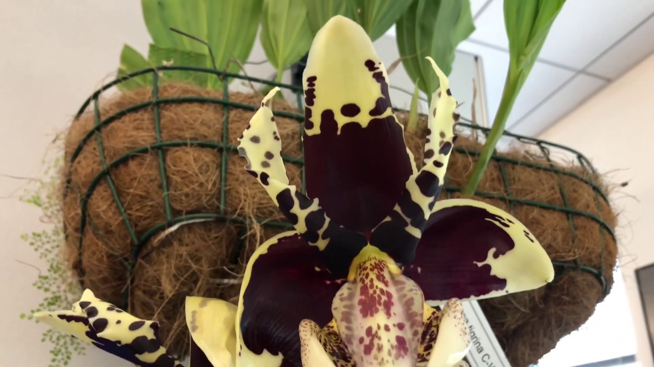 Stanhopea tigrina
