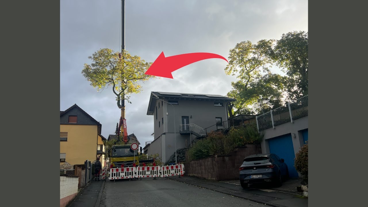 Wir nutzen einen 90 Tonnen Kran, um einen Baum über das Haus zu heben!