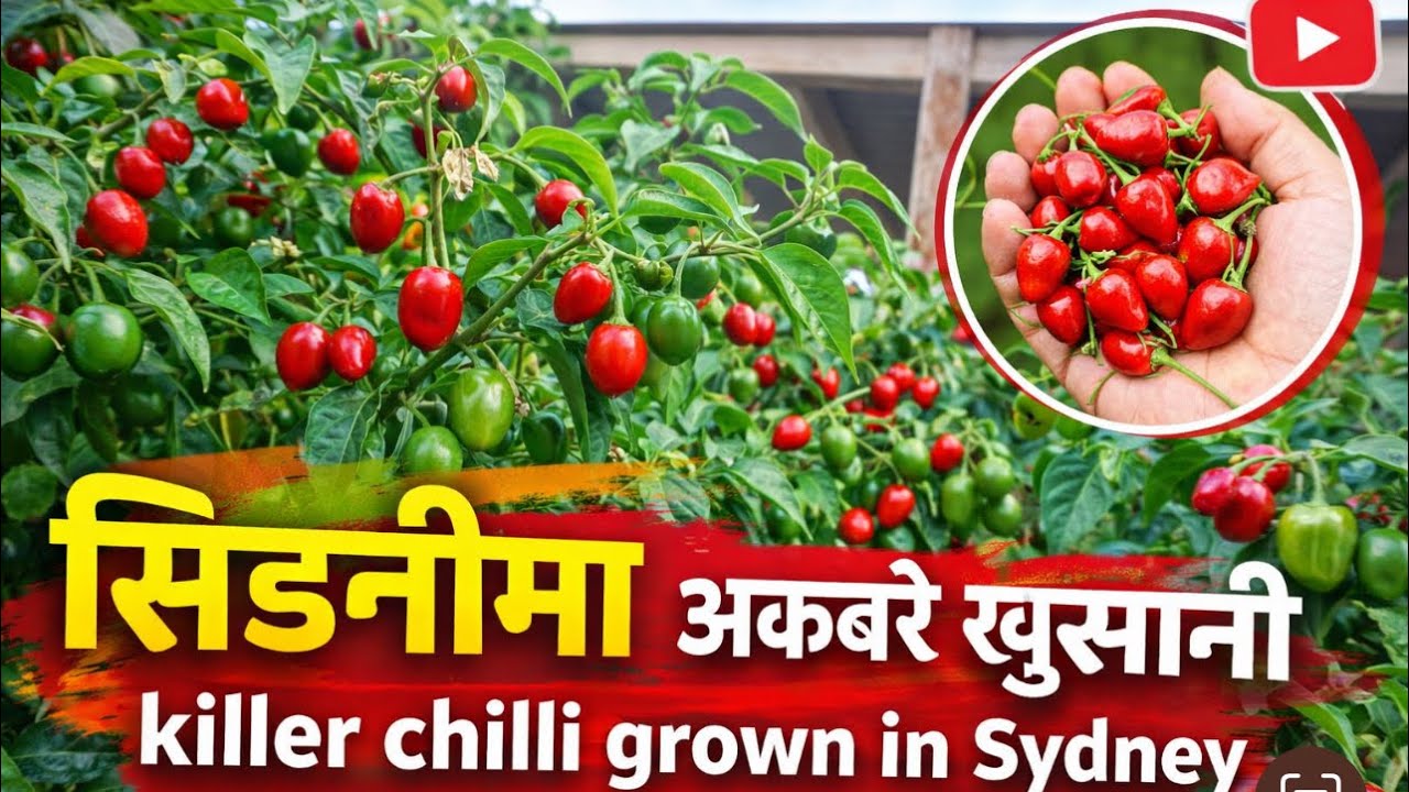 सिड्नीमा अकबरे खुर्सानी, Killer Chilli grown in Sydney
