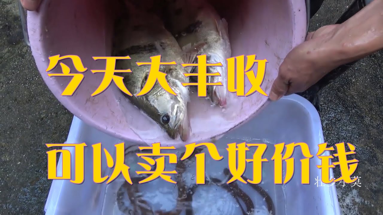 大草洞里的黄鳝好饿，钩子放进去直接冲出来咬钩，真好钓【壮乡小莫 】
