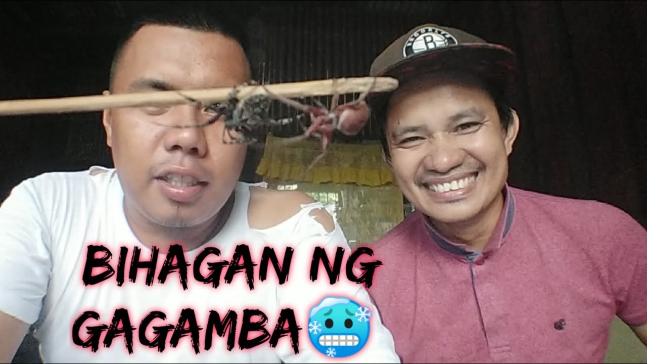 SPIDER FIGHT - Happy man napakanta sa Lupet NG Laban NG Gagamba😬