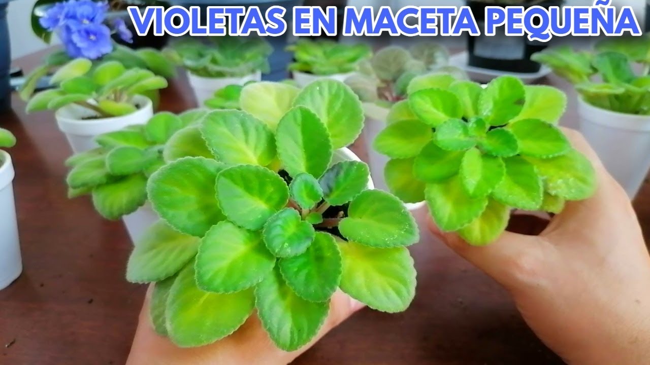 como cultivar violetas africanas en macetas pequeñas chuyito jardinero