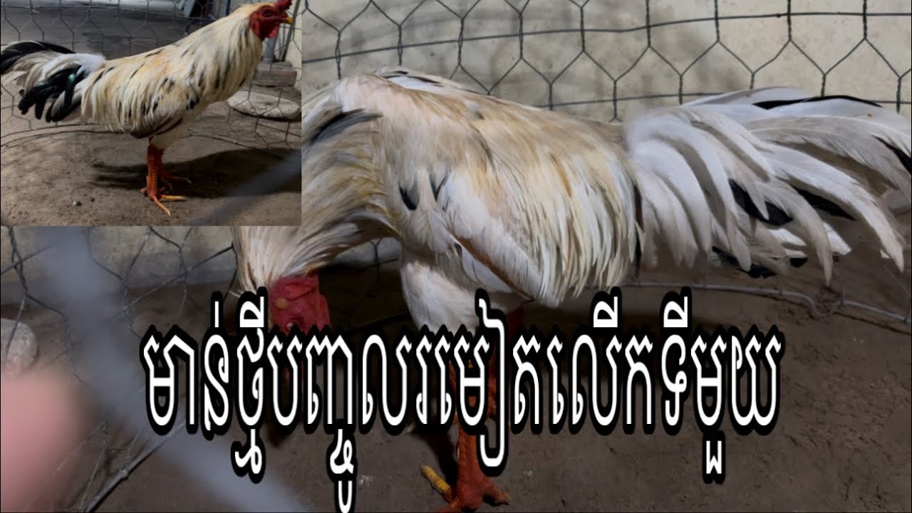 Part 53, មាន់ថ្មីទើបបញ្ចូលរមៀតលើកទីមួយ#rooster 