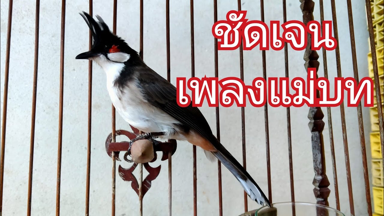 เพลงแม่บทชัดๆ เสียงดี(ไว้สอนนกที่บ้าน)#นกกรงหัวจุก #เสียงนกกรงหัวจุก #redwhiskeredbulbul