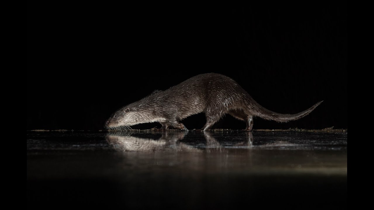 Wildlife Flash Photography Weekends