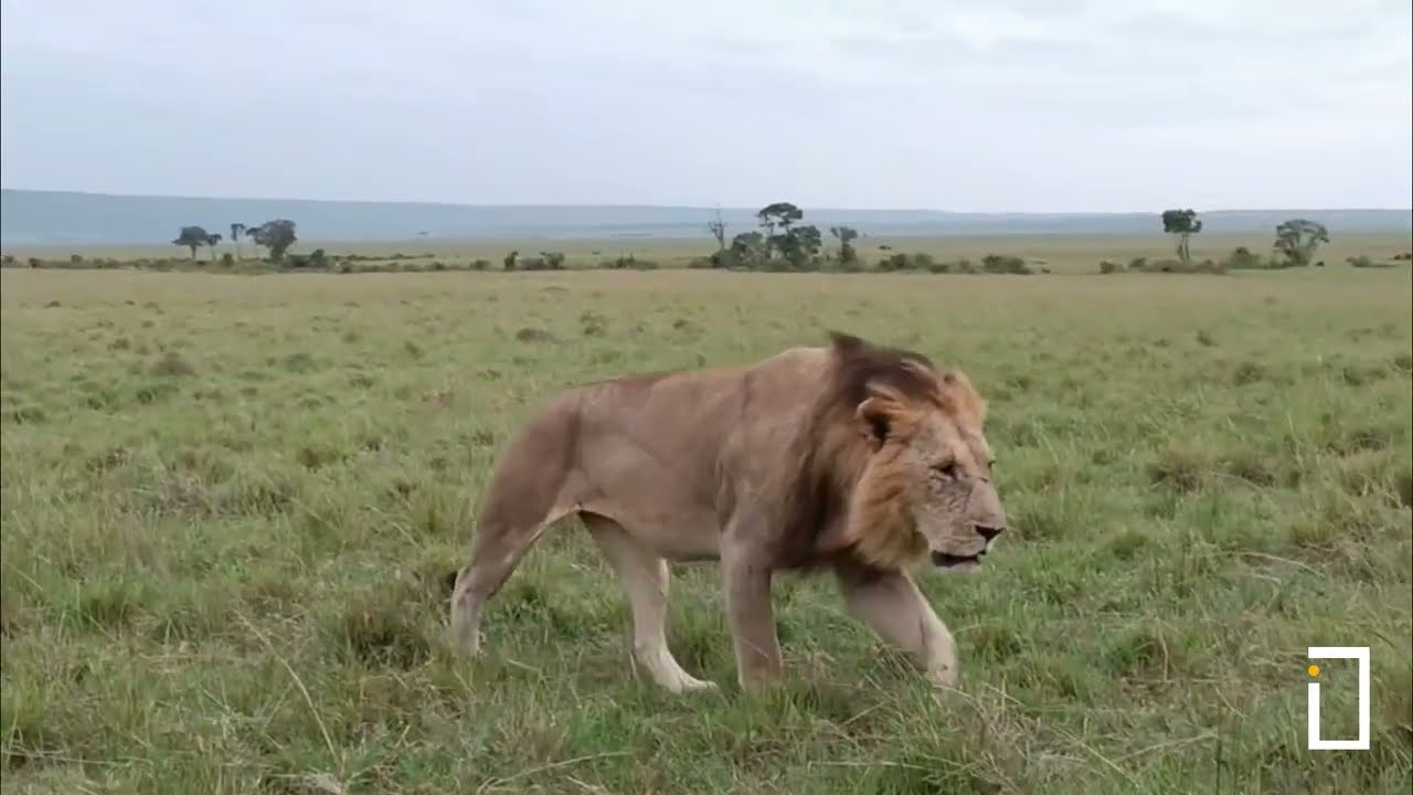 Topi Pride and Marsh Pride Encounter - Masai Mara