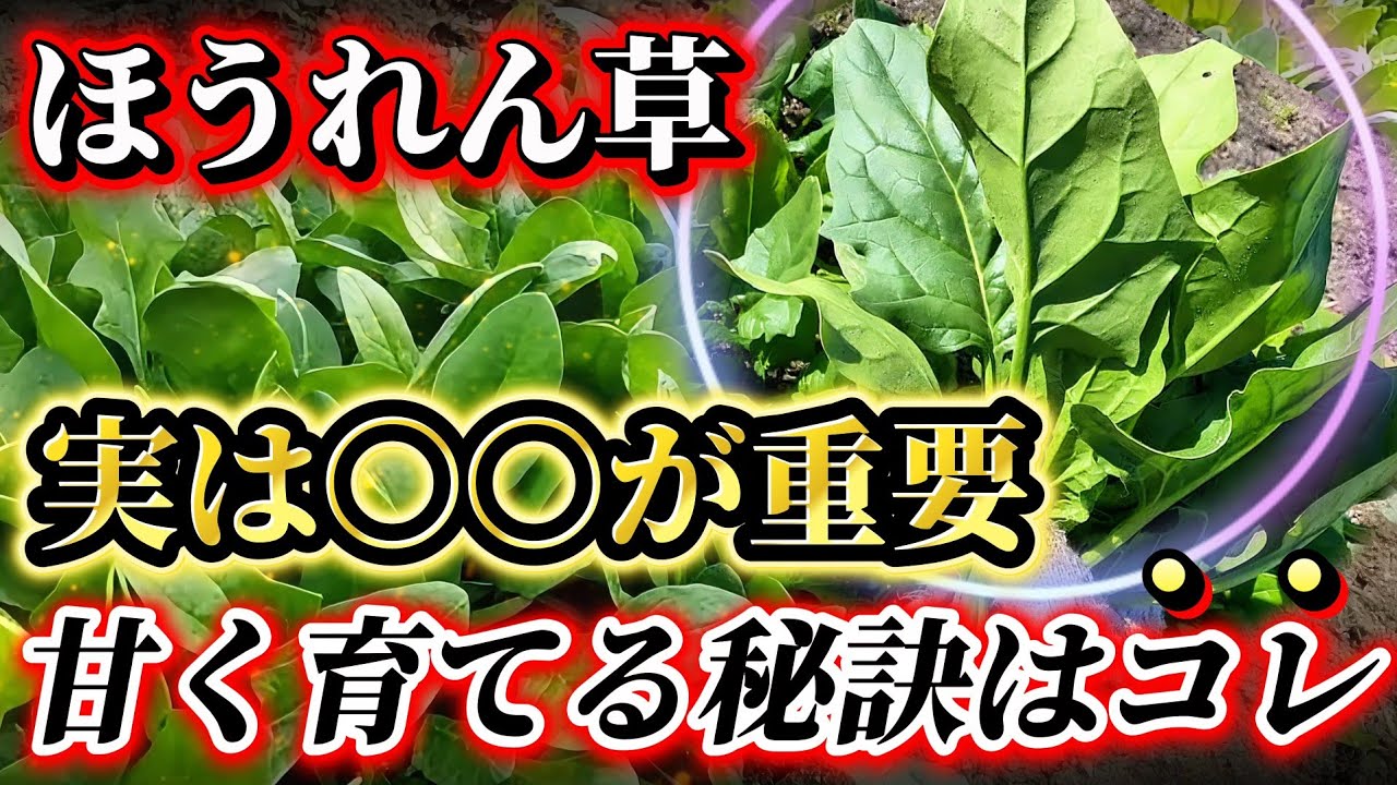 【ほうれん草】甘く育てるにはココを意識して下さい！！〇〇をすると極甘になります！糖度12度！？