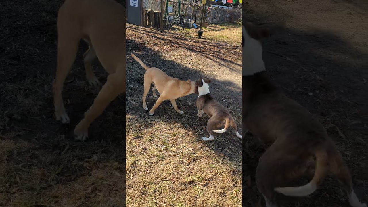Turbo dogs are off the chain playing.