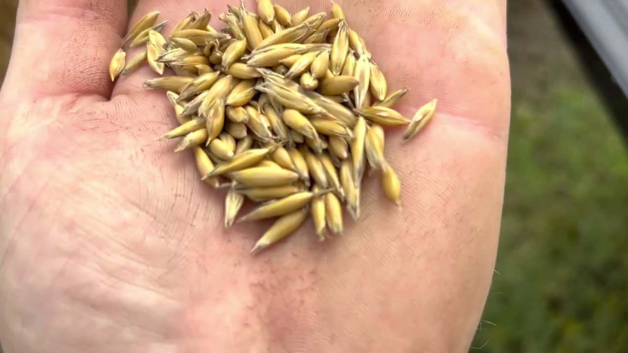 Are the oats dry enough to harvest