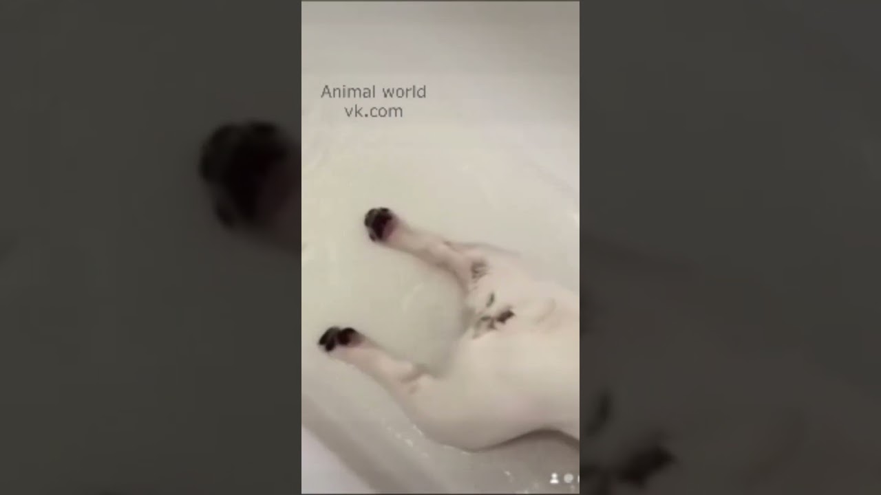 Como perro en el agua #dogs #diversion #mascotas #perros