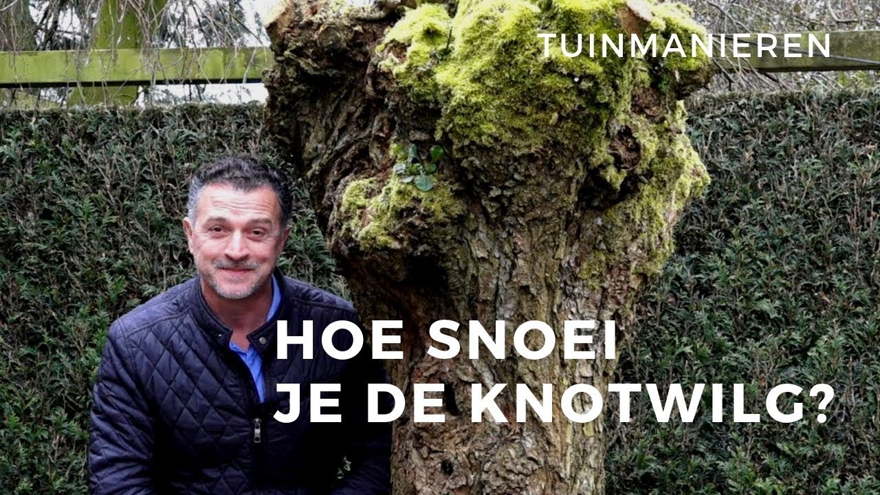De knotwilg en andere knotbomen snoeien: Hoe doe je dat? | Tuinmanieren