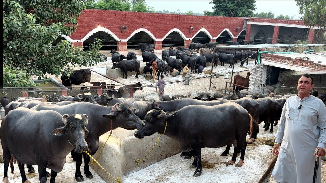 Nili Ravi Buffaloes Biggest Dairy Farm in Pakistan | Chenab Dairy Farm