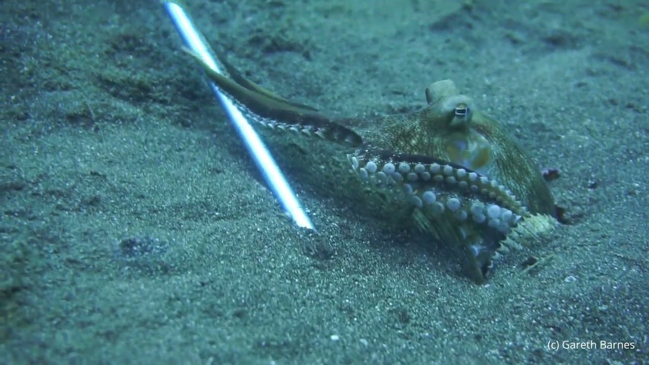Coconut Octopus - Lembeh, Indonesia 2026