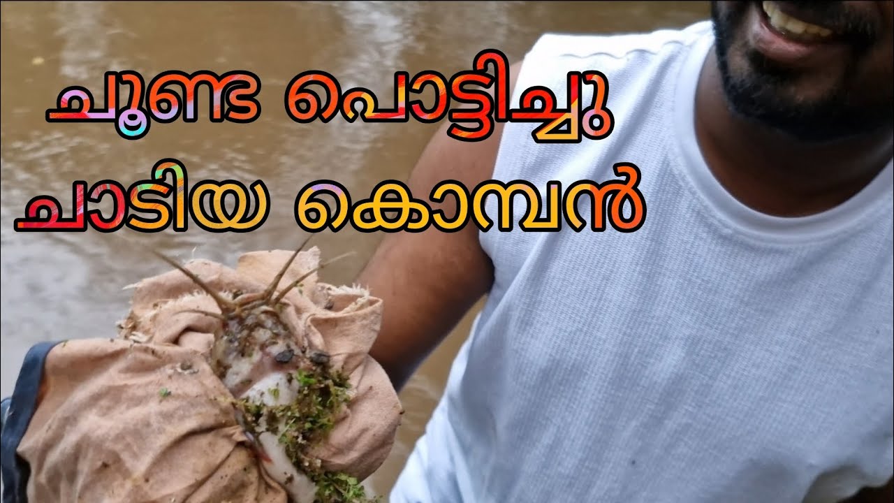 കൈ ചൂണ്ടക്ക് കിട്ടിയ മീനിനെ കണ്ടോ 😮 #trending #viral #fishing #india #kerala #fish #viralvideo #uae 