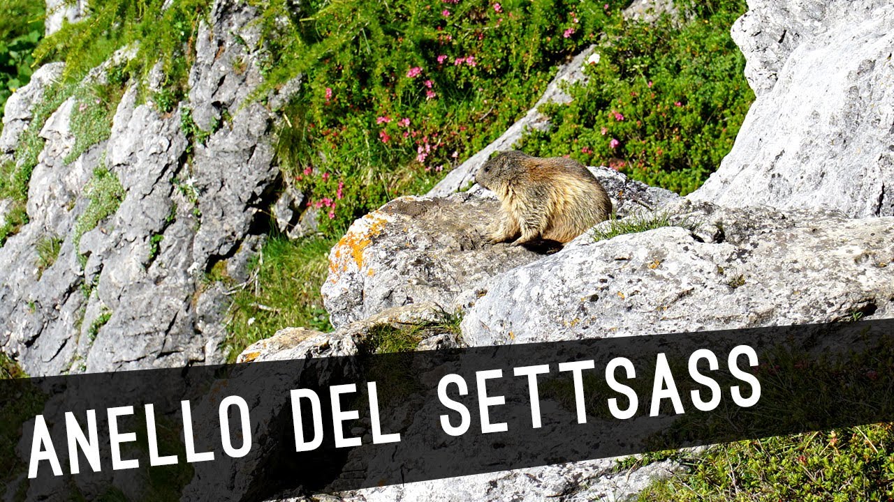 Marmotte e una leggera brezza in cima al SETTSASS