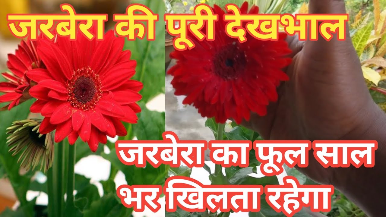 Gerbera plant complete care / Gerbera flower / Gerbera plant care for all time flower