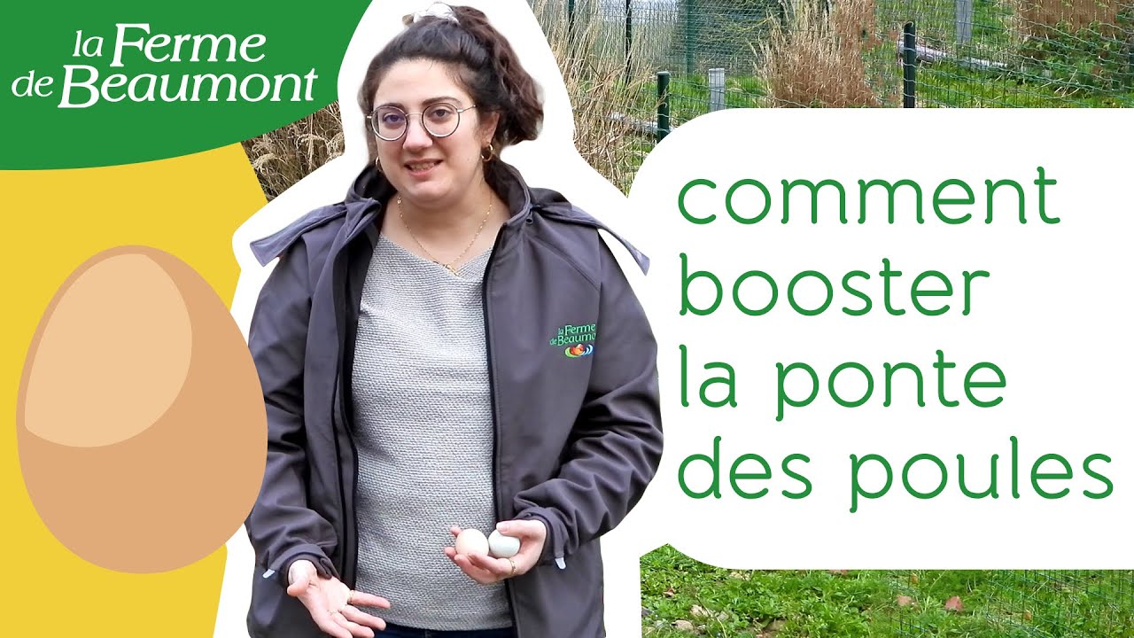 Comment booster la ponte des poules ? Conseils de la Ferme de Beaumont