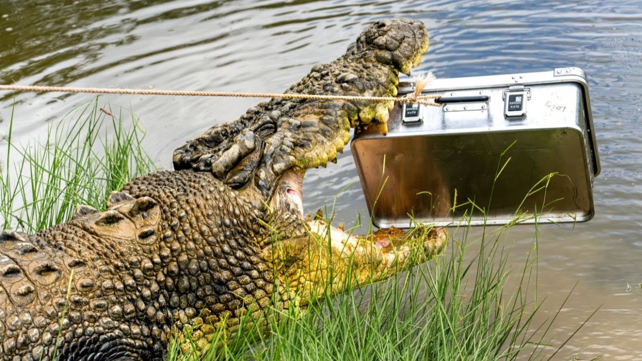 From the Forest to the Swamp — Zarges Can Handle It.