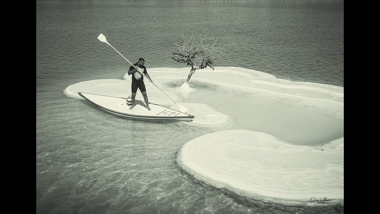 The lonely tree in the Dead Sea