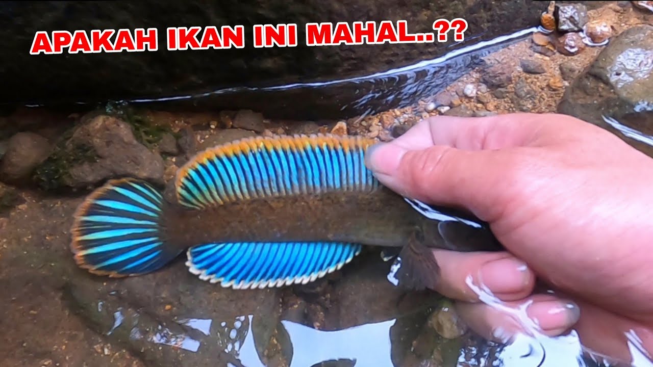 SURGANYA IKAN MAHAL..!! 2 Hari Berburu & Mencari Ikan Channa Limbata Disungai Dalam Hutan